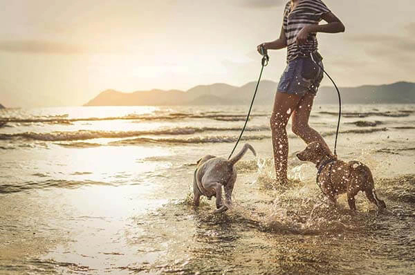 DOG FRIENDLY BEACHES